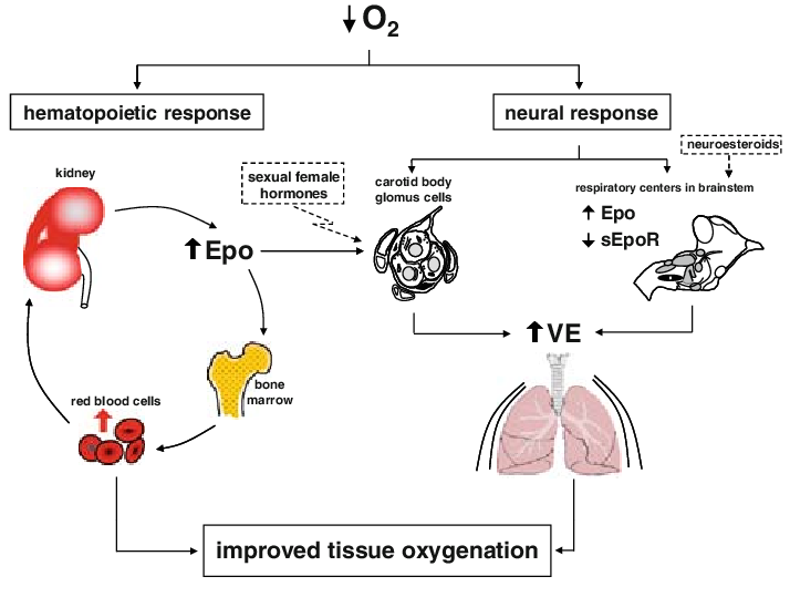 Aklimatizasyon ve EPO üretimi