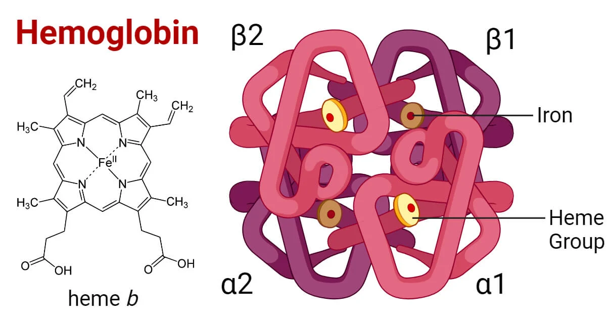 Hemoglobin