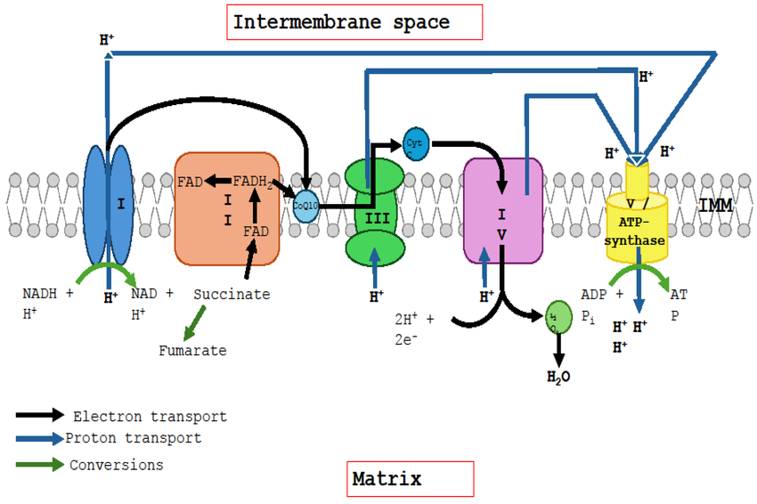 CoQ10 elektron zinciri